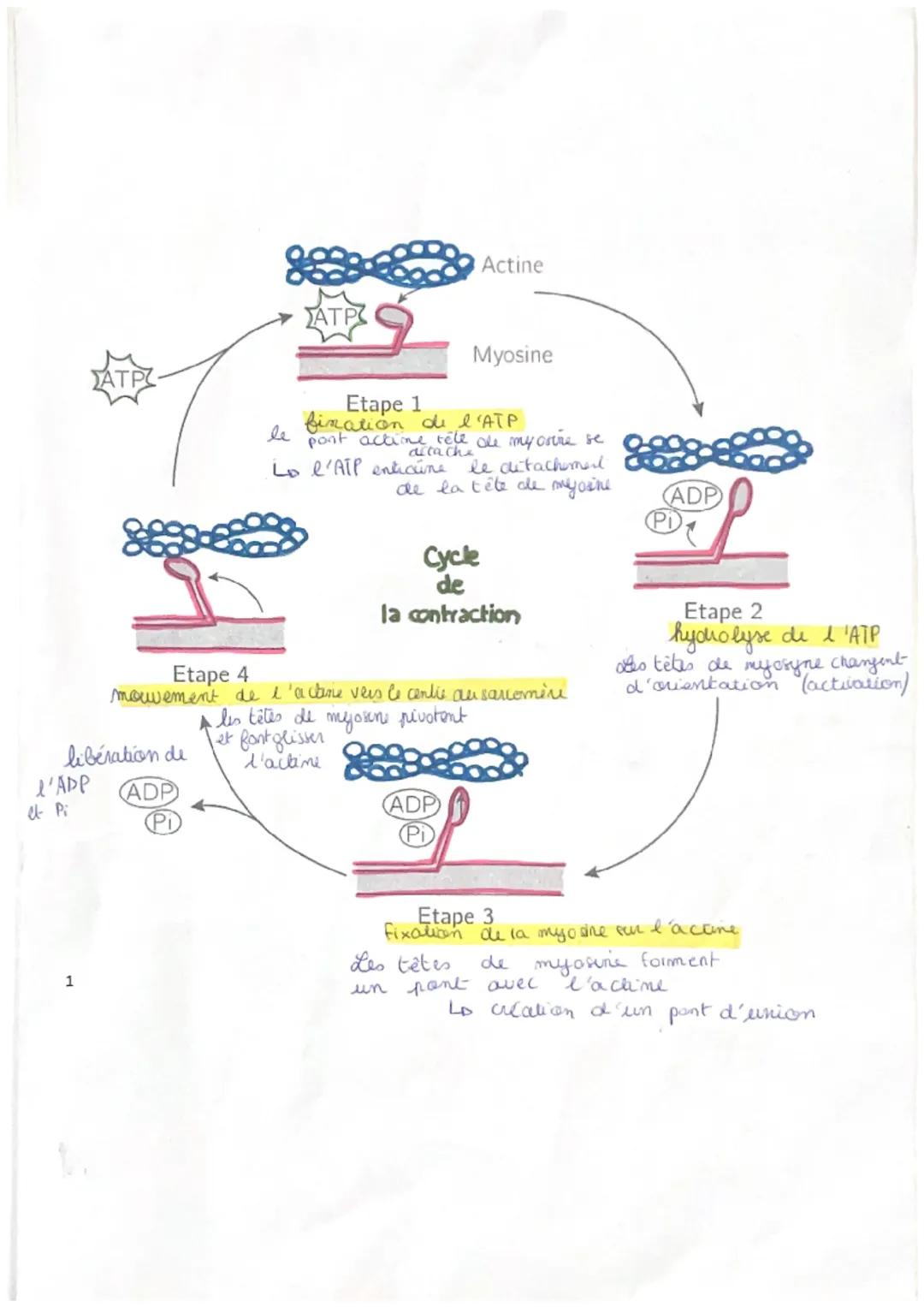 Actine

ΣΑΤΡ

Myosine

Etape 1
fination de l'ATP
le pont actine tele de mycotine se
Lo l'ATP encicicachee detachment
de la tête de myowne

C