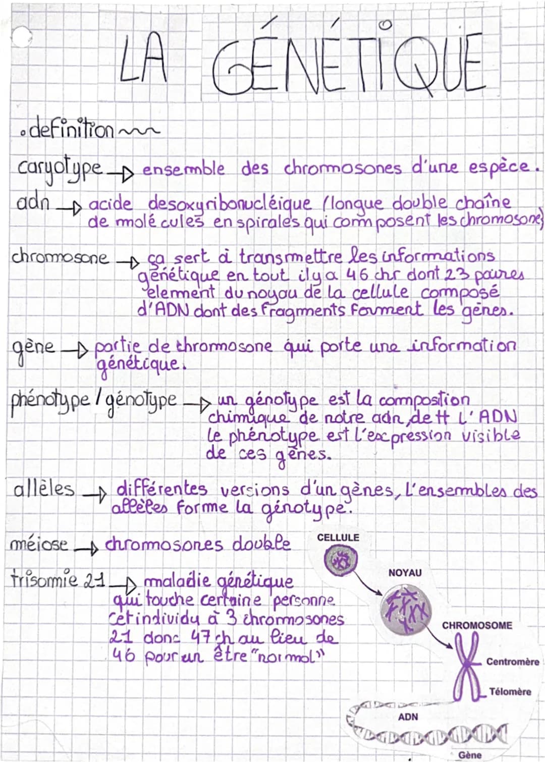 LA GÉNÉTIQUE
definition m
caryotype ensemble des chromosones d'une espèce.
adn
→ acide desoxyribonucléique (longue double chaîne
de molécule