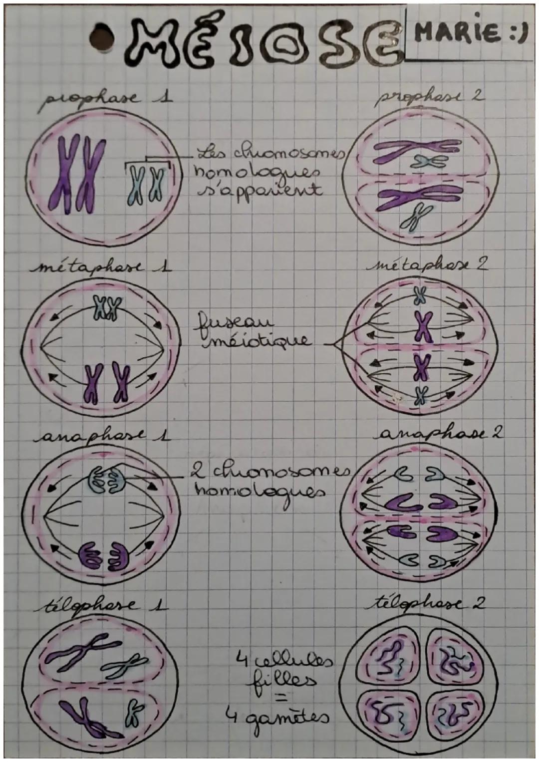 # MESOSE HARIE :)

prophase 1

prophase 2

-Les chromosomes/
appavent

métaphase 1

métaphase 2

fuseratique

anaphase 1

télophore 1

anaph
