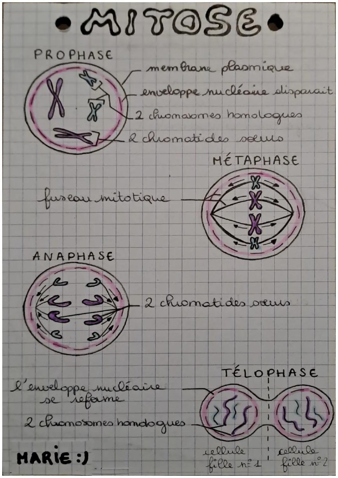 # MESOSE HARIE :)

prophase 1

prophase 2

-Les chromosomes/
appavent

métaphase 1

métaphase 2

fuseratique

anaphase 1

télophore 1

anaph