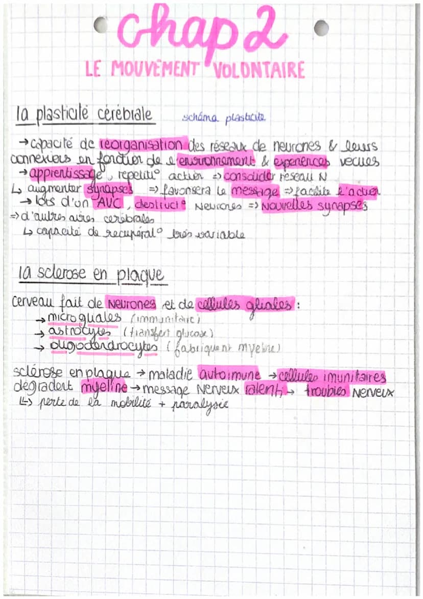 T
chap 2
LE MOUVEMENT VOLONTAIRE
Comment le cerveau commande le mouvement
CORTEX parte peripherique du cerveau
IRM
- realix les fonctions vi