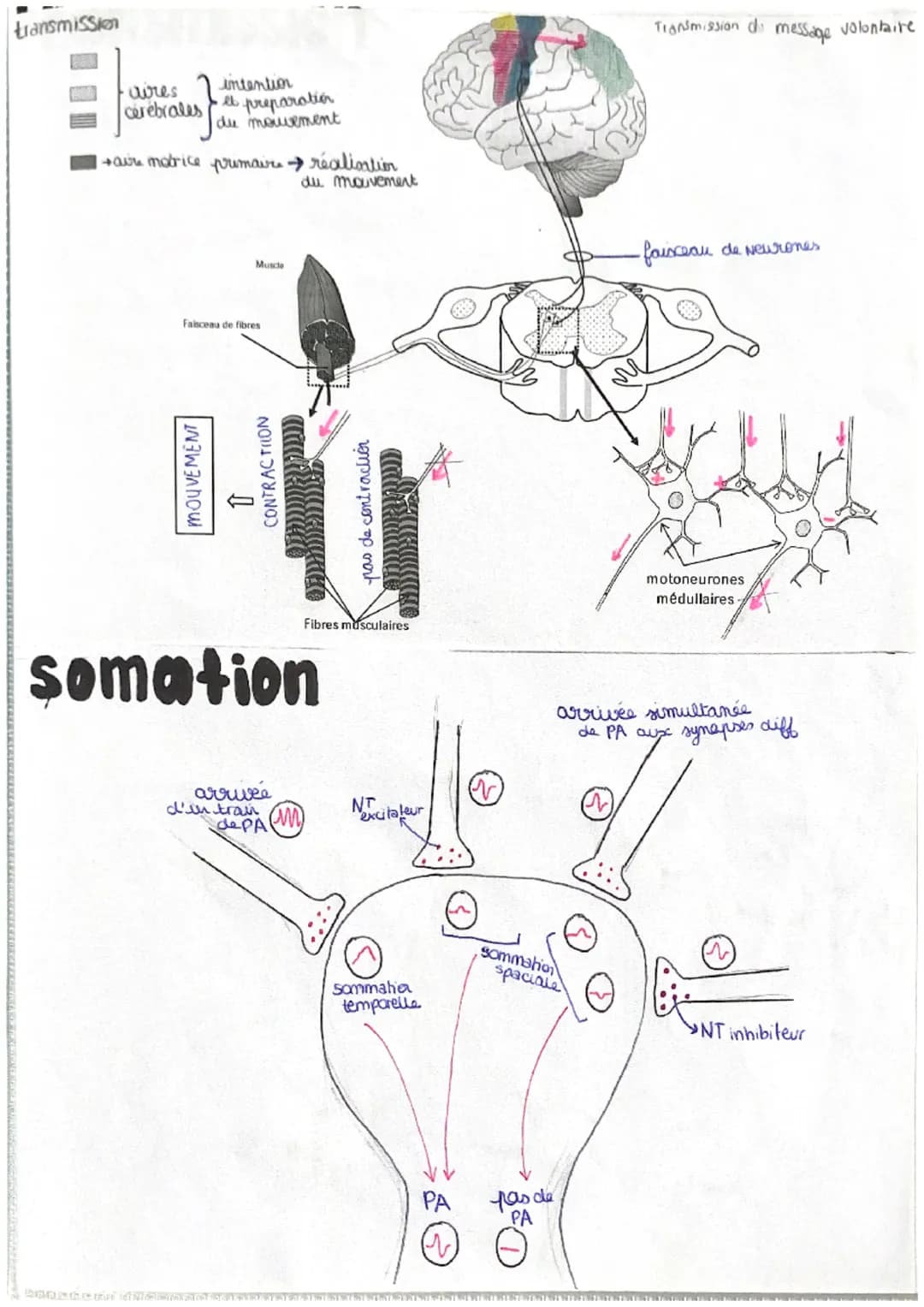 T
chap 2
LE MOUVEMENT VOLONTAIRE
Comment le cerveau commande le mouvement
CORTEX parte peripherique du cerveau
IRM
- realix les fonctions vi