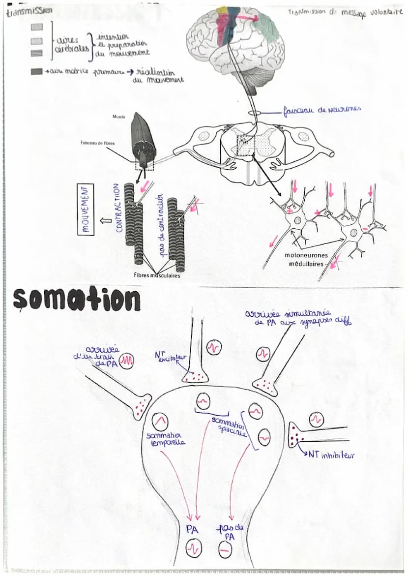 T
chap 2
LE MOUVEMENT VOLONTAIRE
Comment le cerveau commande le mouvement
CORTEX parte peripherique du cerveau
IRM
- realix les fonctions vi