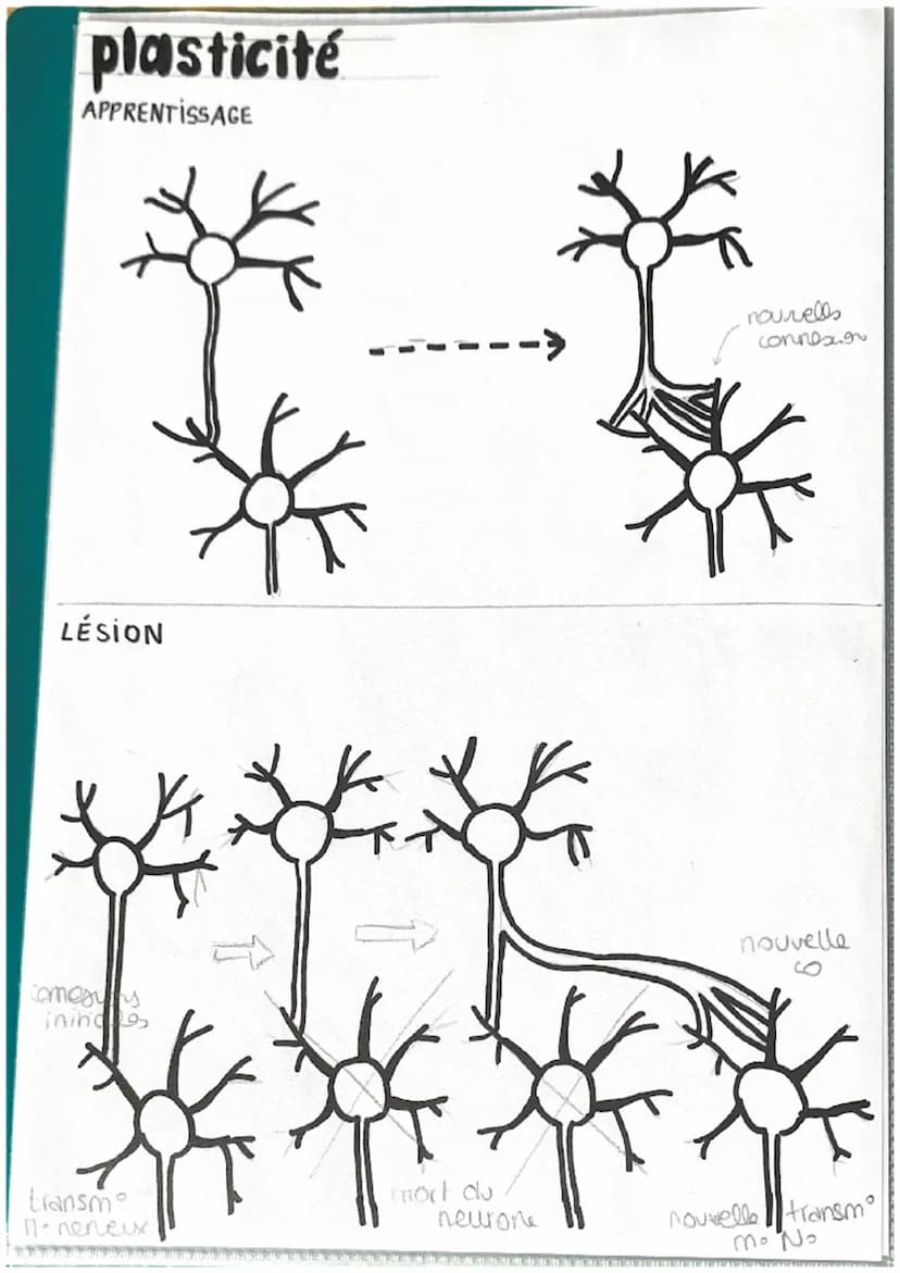 T
chap 2
LE MOUVEMENT VOLONTAIRE
Comment le cerveau commande le mouvement
CORTEX parte peripherique du cerveau
IRM
- realix les fonctions vi
