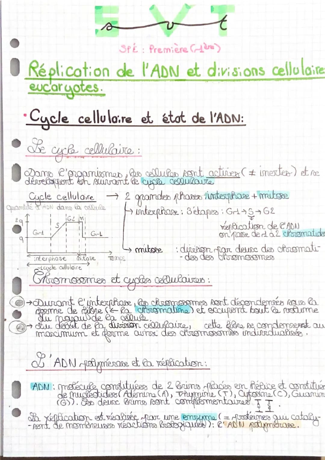 --- OCR Start ---
sot
SPE: Première (ère)
• Réplication de l'ADN et divisions cellulaire-
eucaryotes.
•Cycle cellulaire et état de l'ADN:
De