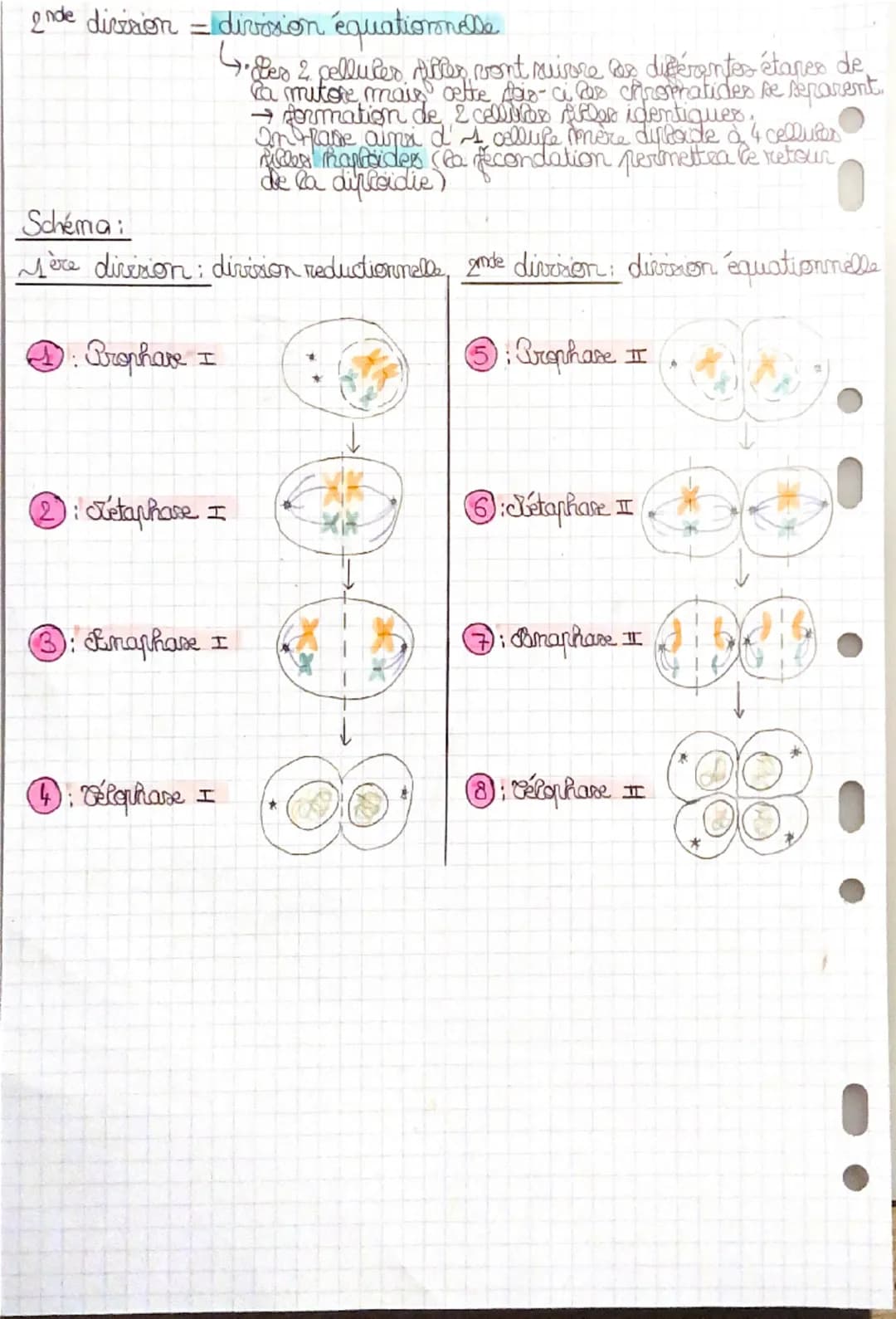 --- OCR Start ---
sot
SPE: Première (ère)
• Réplication de l'ADN et divisions cellulaire-
eucaryotes.
•Cycle cellulaire et état de l'ADN:
De
