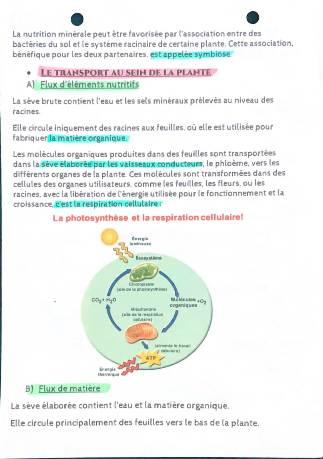 # NUTRITION ET ORGANISATION DES VÉGÉTAUX

DÉFINITIONS:

CHLOROPHYLLE: molécule de pigment située dans les chloroplastes des
cellules végétal