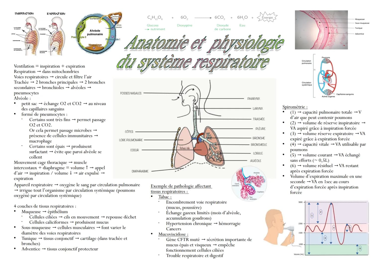 INSPIRATION
SE CONFLE
SAPHRAG
SUP
SE CONTRACTE
Ventilation
Respiration
EXPIRATION
pneumocytes
Alvéole:
inspiration + expiration
dans mitocho