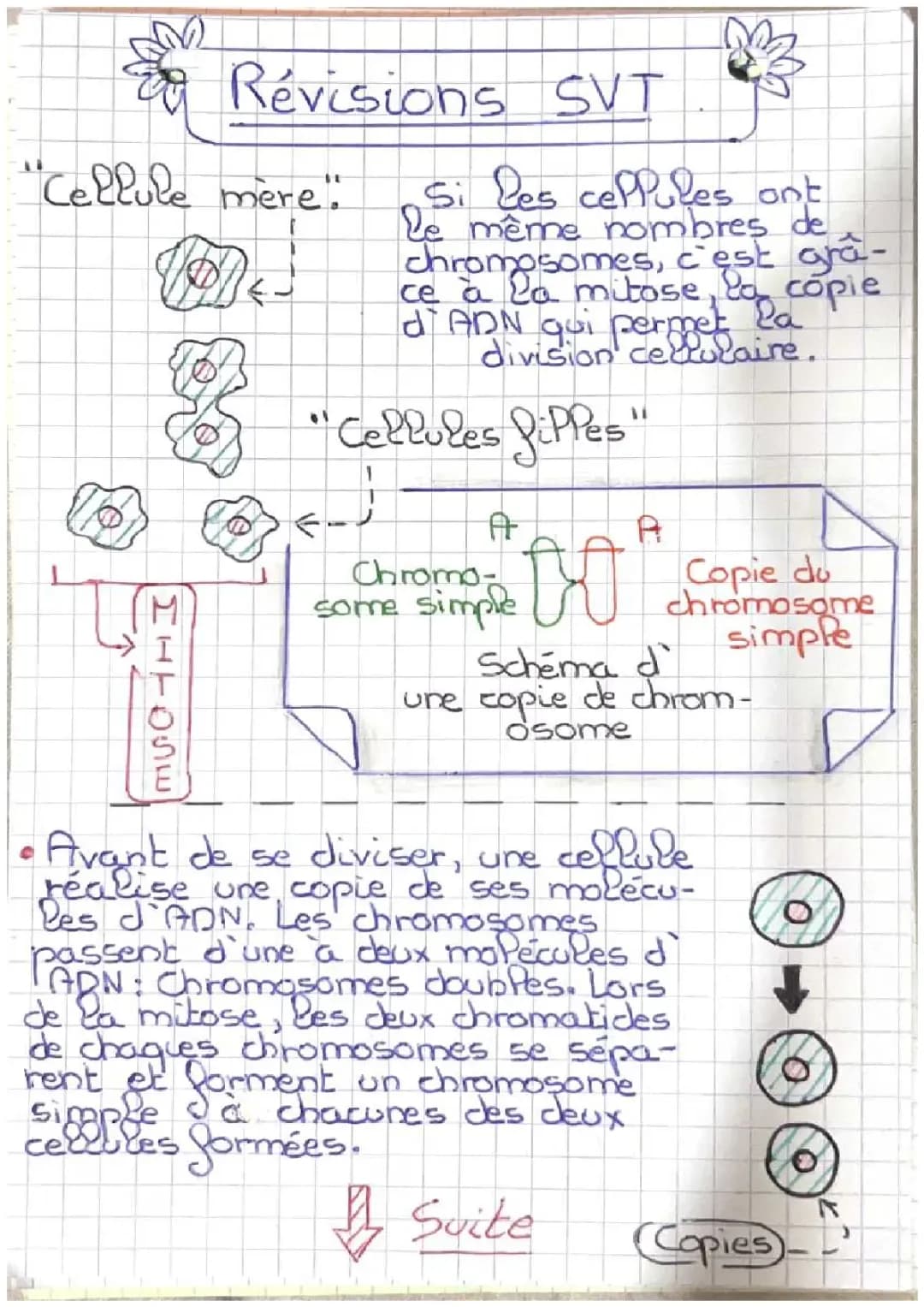les cellules 