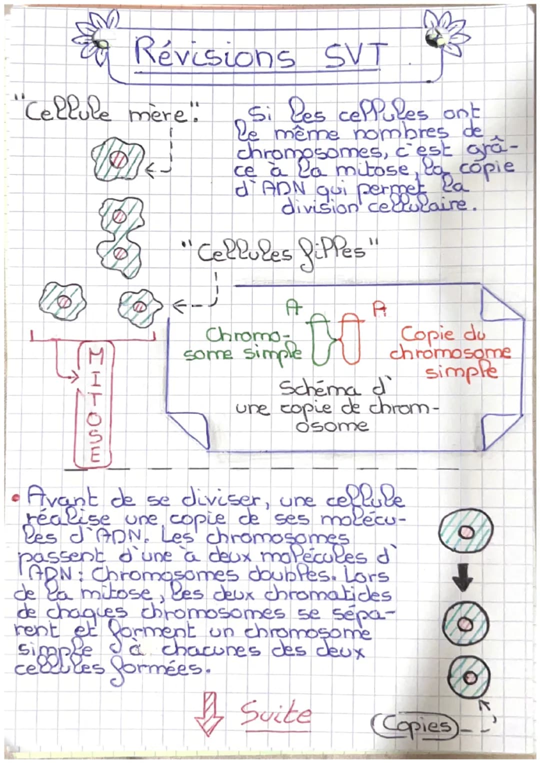 Ev Revisions SVT
"Cellule mère":
1
HITOSE
M
Si les cellules ont
le même nombres de
chromosomes, c'est gra-
ce à la mitose, la copie
d'ADN qu