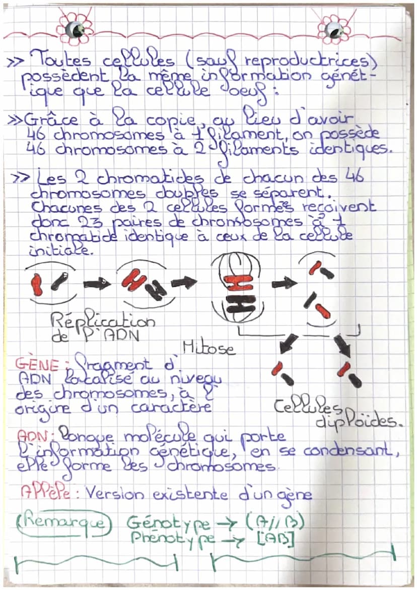 Ev Revisions SVT
"Cellule mère":
1
HITOSE
M
Si les cellules ont
le même nombres de
chromosomes, c'est gra-
ce à la mitose, la copie
d'ADN qu