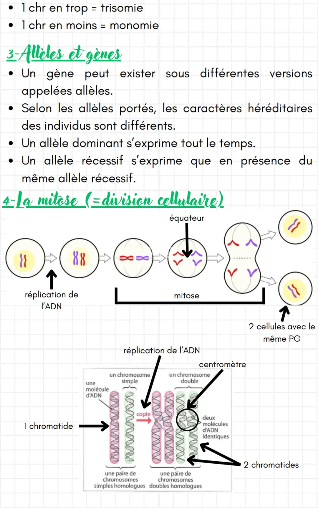 SVT
·La stabilité et diversité génétique
1-Definitions
Caryotype: représentation de l'ensemble des
chromosomes d'une cellule rangés par pair