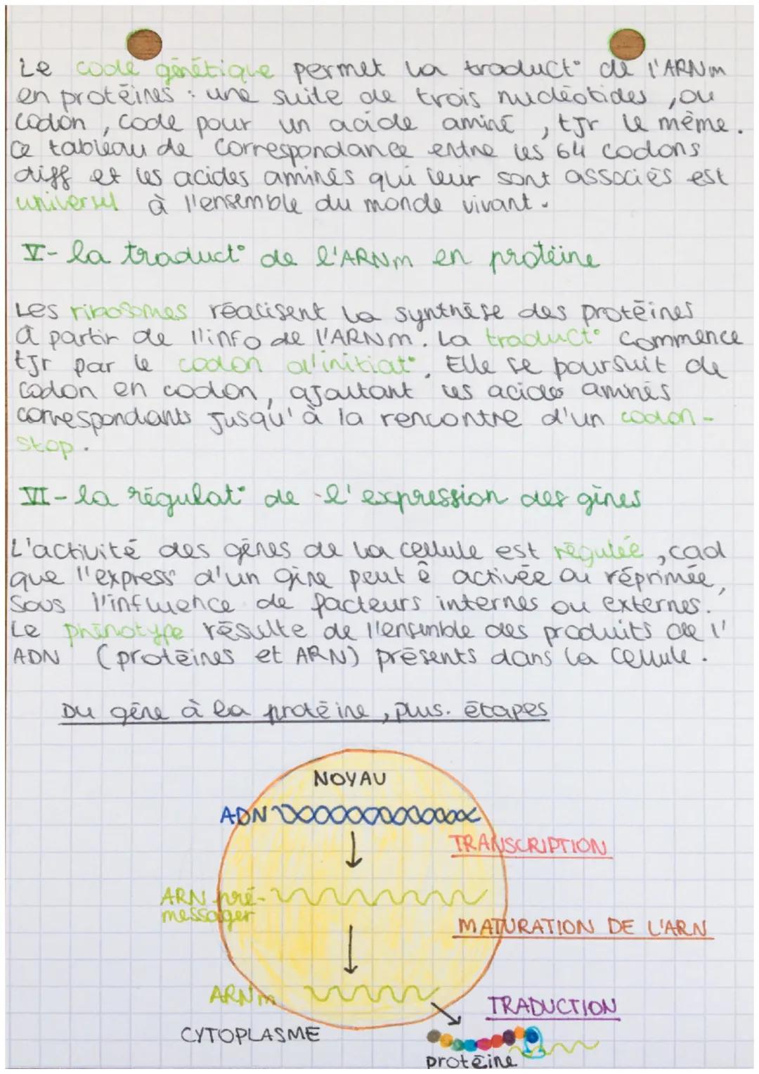 thime 1
1 CH 1: l'expression du patrimoin
-ne génétique
I-les gènes commandent la synthèse des
proteines
Spé- Sut (f
Les proteines sont des 