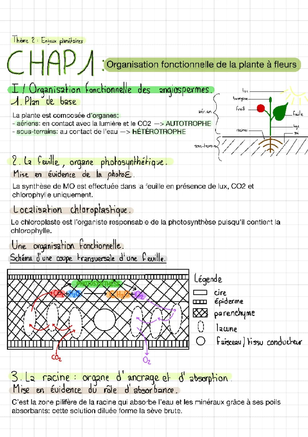 Organisation fonctionnelle de la plante à fleur 