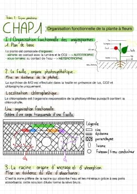 Know Organisation fonctionnelle de la plante à fleur  thumbnail