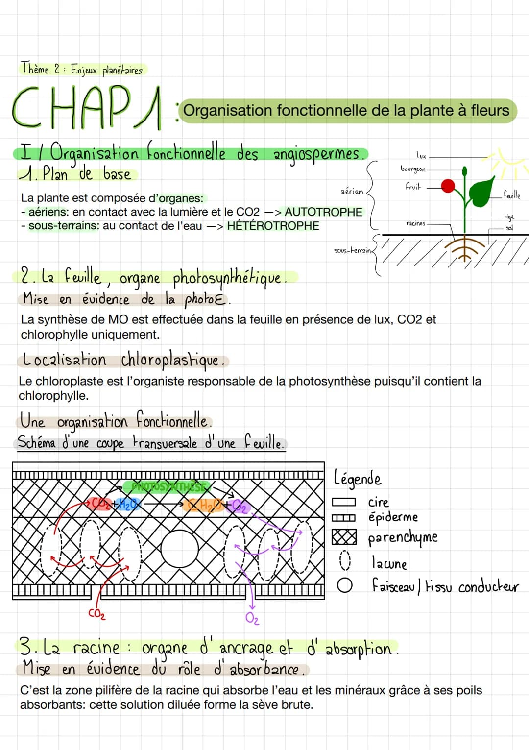 Thème 2: Enjeux planétaires
CHAPA
I / Organisation fonctionnelle des angiospermes.
1. Plan de base.
Organisation fonctionnelle de la plante 