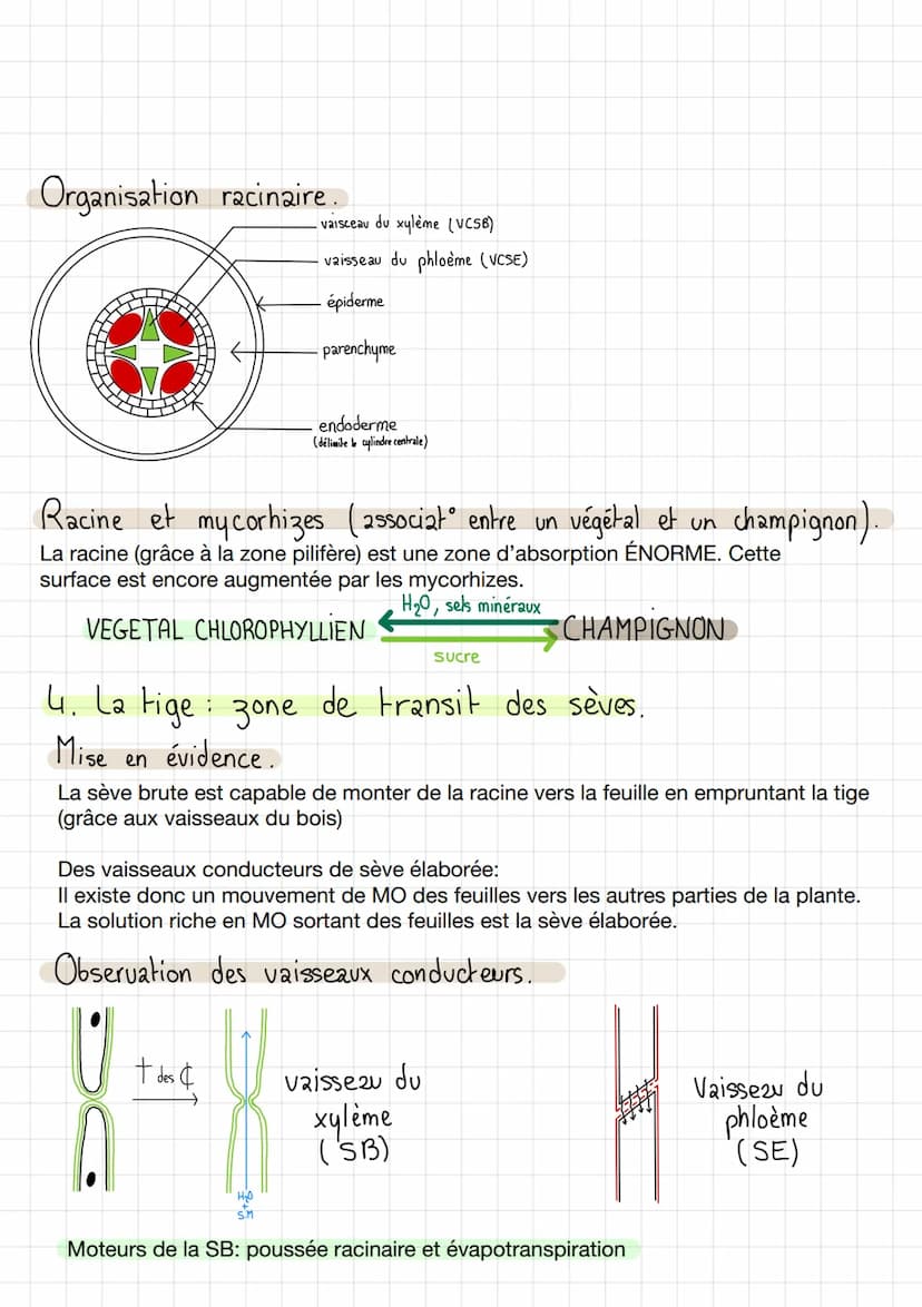 Thème 2: Enjeux planétaires
CHAPA
I / Organisation fonctionnelle des angiospermes.
1. Plan de base.
Organisation fonctionnelle de la plante 