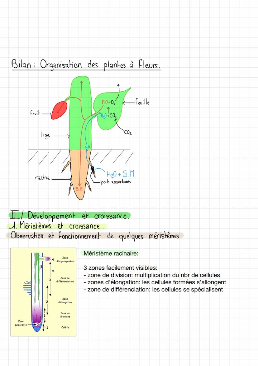 Thème 2: Enjeux planétaires
CHAPA
I / Organisation fonctionnelle des angiospermes.
1. Plan de base.
Organisation fonctionnelle de la plante 