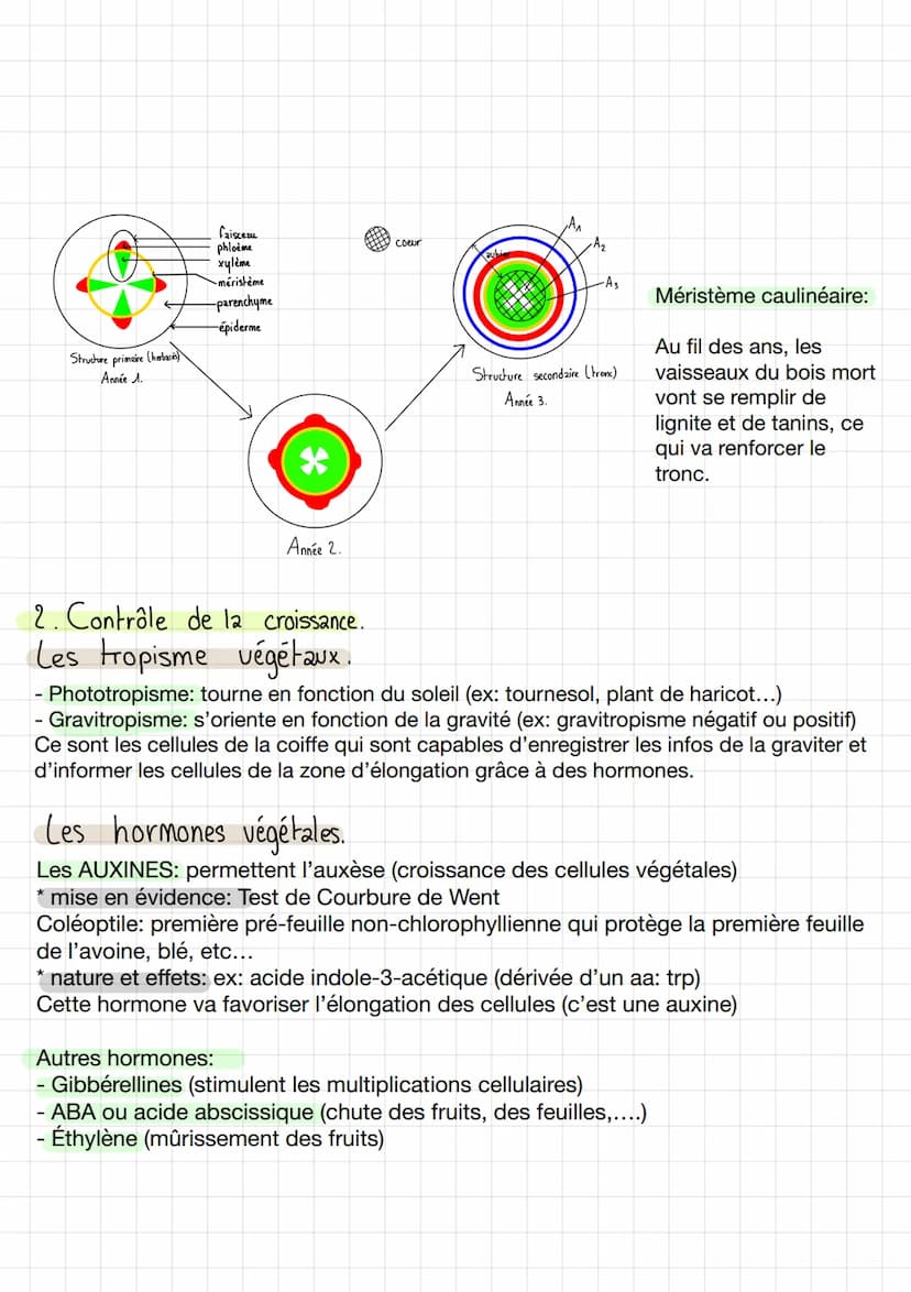 Thème 2: Enjeux planétaires
CHAPA
I / Organisation fonctionnelle des angiospermes.
1. Plan de base.
Organisation fonctionnelle de la plante 