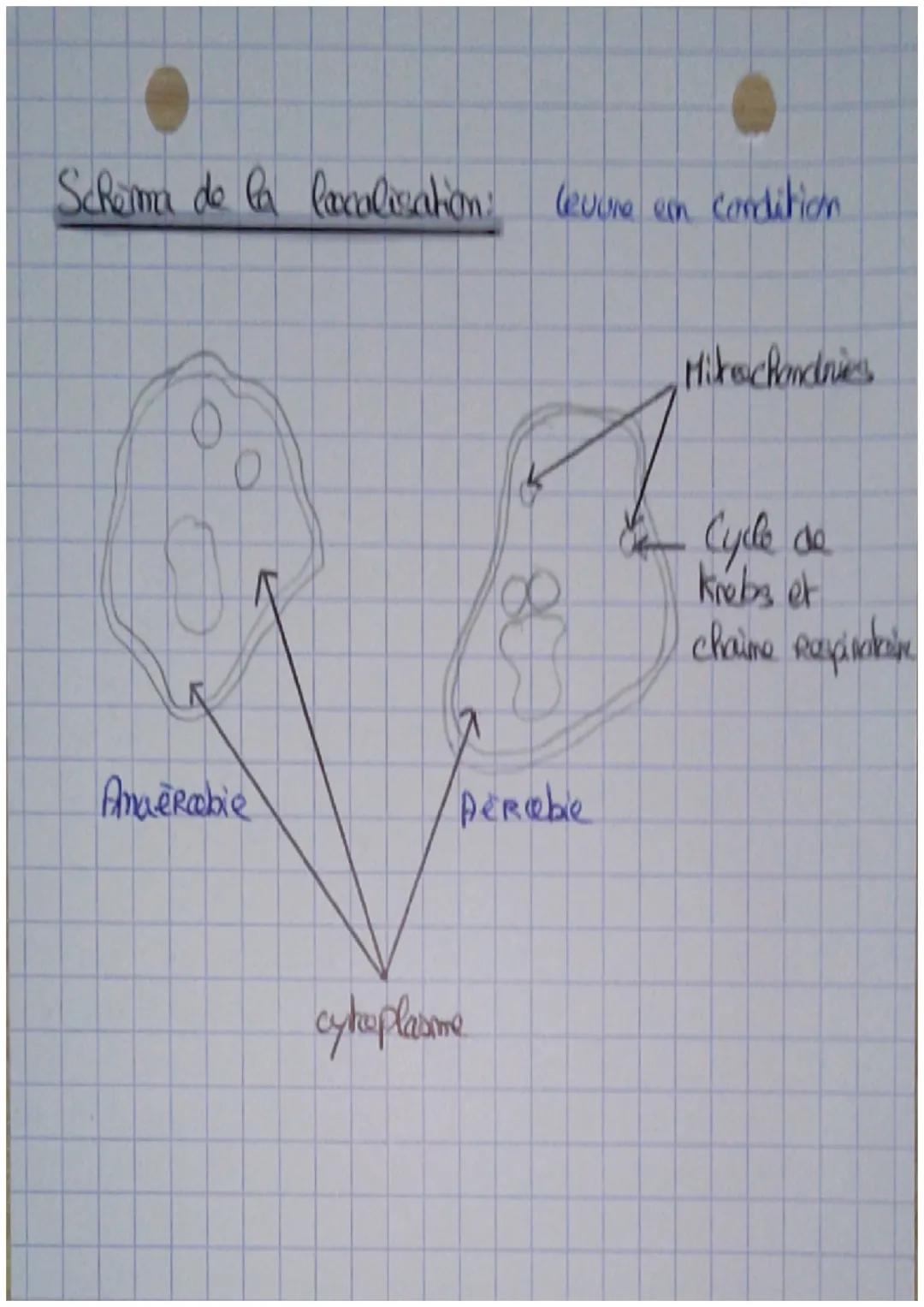 Bicechimie

La Respiration:

Definition:

-Catabolisme =
l'emsemble des Reactions qui
abacutissent à la formationd
vaniés à partir de la deg