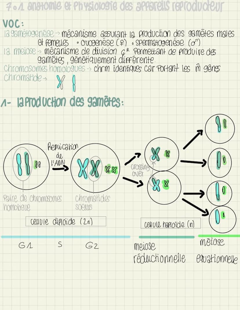 
<p>L'ovogenèse</p>
<p>L'ovogenèse est le processus de formation des ovocytes chez la femme. Elle se déroule en plusieurs étapes, dont l'ovo