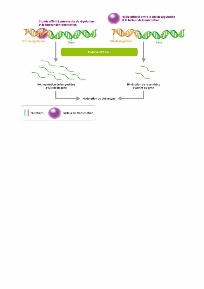 Thème 1 - La Terre, la vie, l'évolution du vivant
Chapitre 1
La conservation des génomes: stabilité génétique et évolution clonale
→ Fiche <