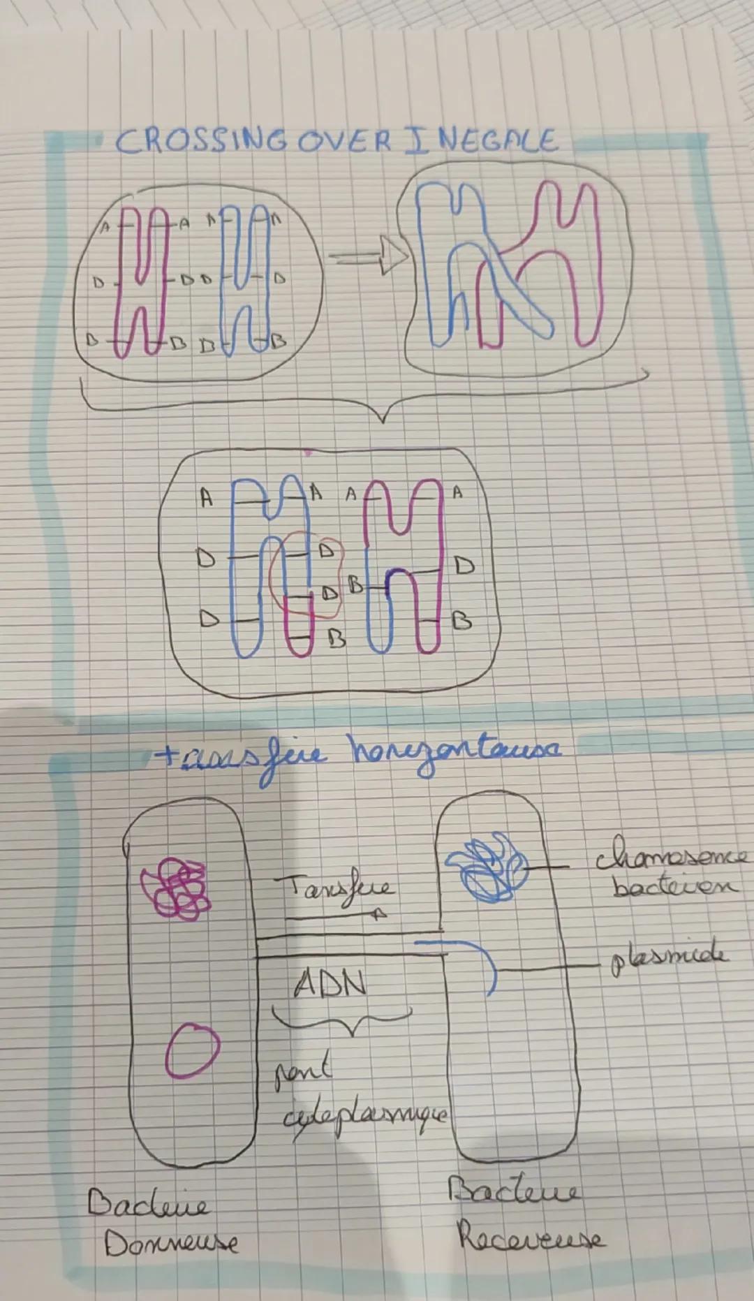 D
A
CROSSING OVER INEGALE
-AA
A
D
na
AAAAA
D
D
D
ค
A
D
B
B
B
+awas fire horezantausa
Dadlene
Donneuse
Taxsfere
chamesence
bacteven
A
plasmid