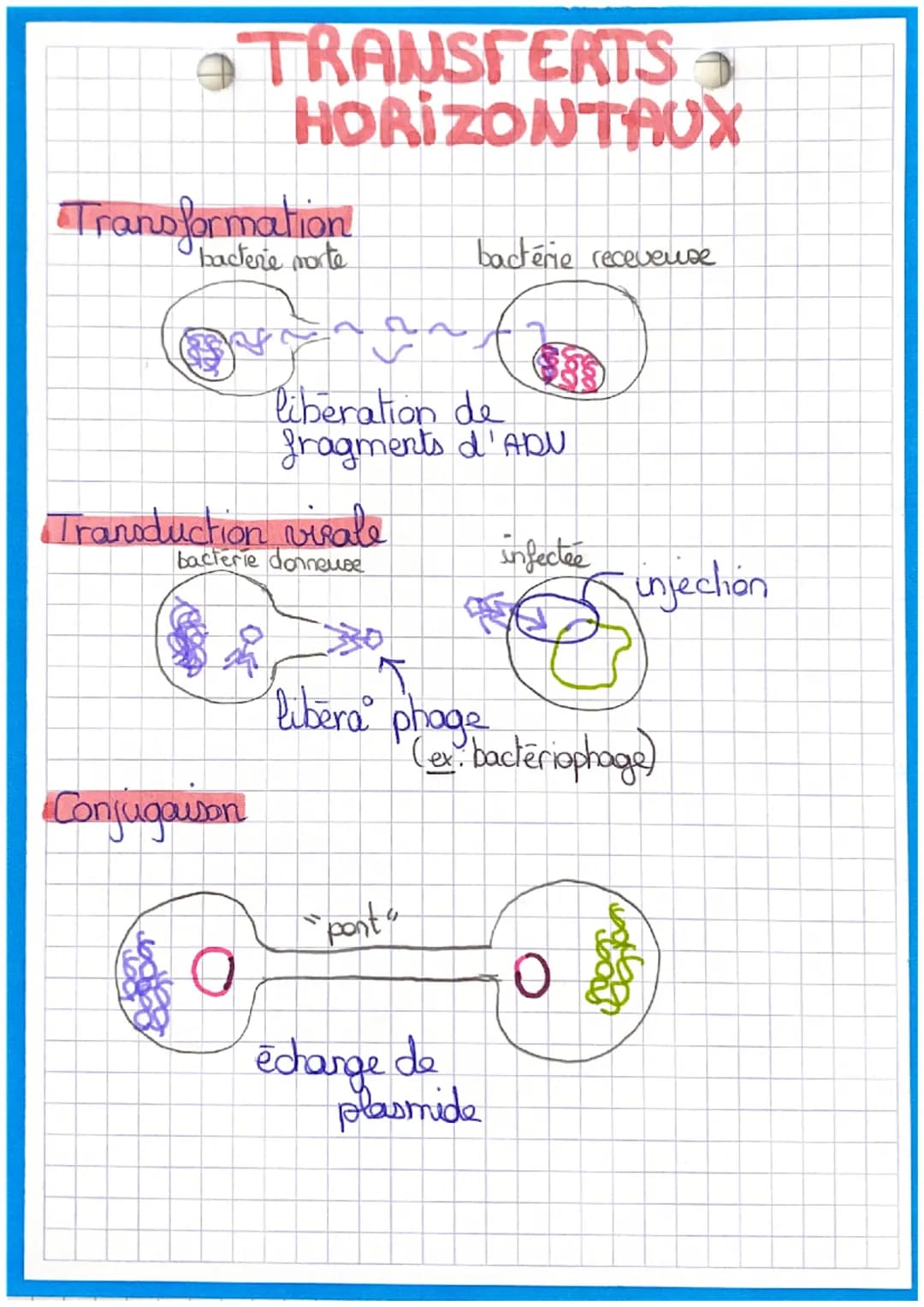 Transformation
bactere morte
TRANSFERTS
HORIZONTAUX
Conjugaison
Transduction virale
bacterie donneuse
0
liberation de
fragments d'ADU
bactér