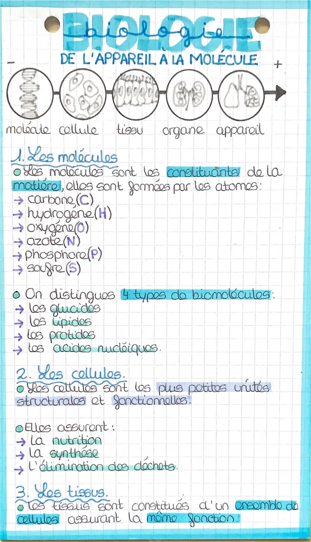 جمنهمقمنط
DE L'APPAREIL A LA MOLECULE +
OOOOOL
molécule cellule tissu organe appareil
1. Les molécules
• Les molecules sont les constituants