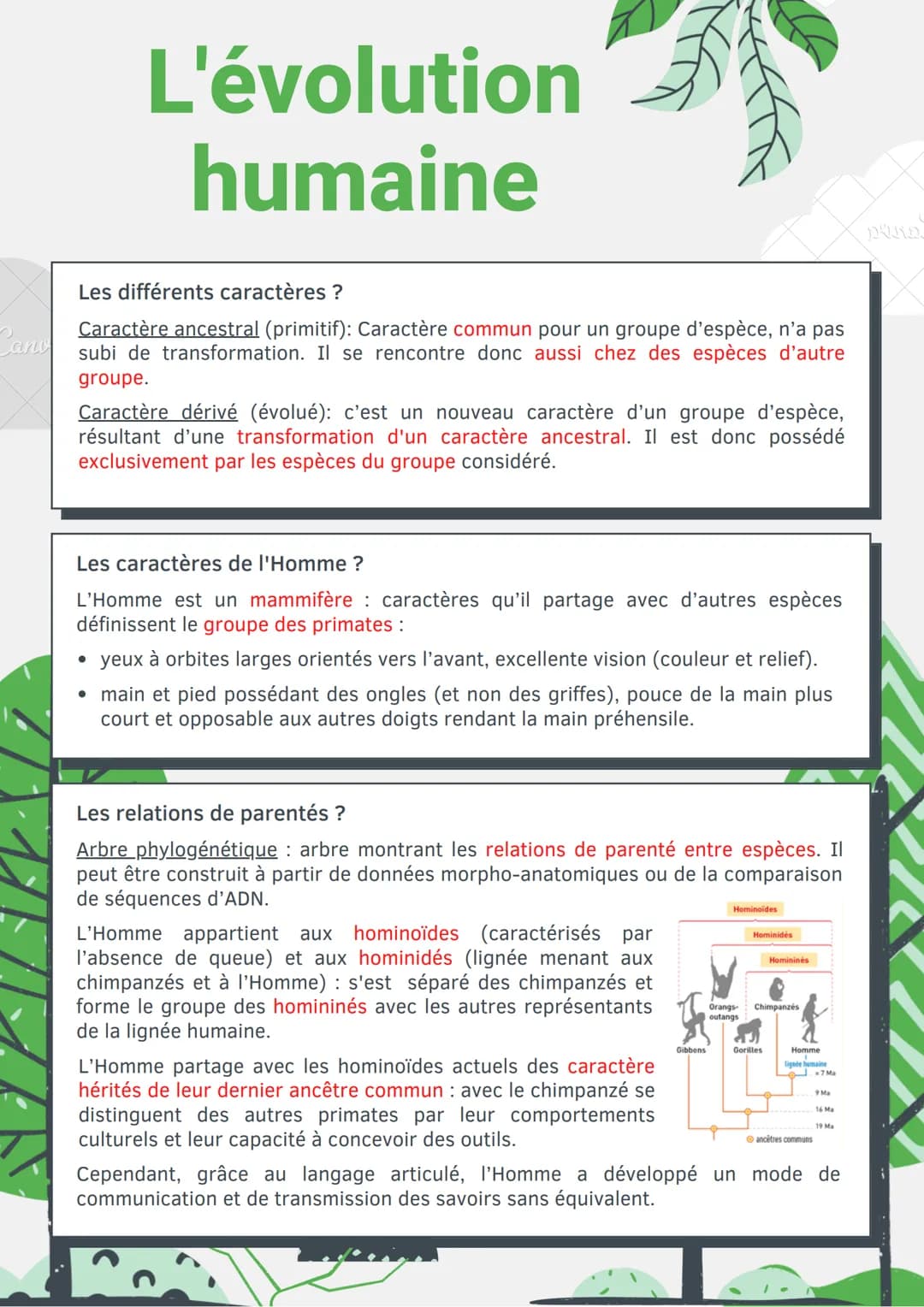 Cano
L'évolution
humaine
Les différents caractères ?
Caractère ancestral (primitif): Caractère commun pour un groupe d'espèce, n'a pas
subi 