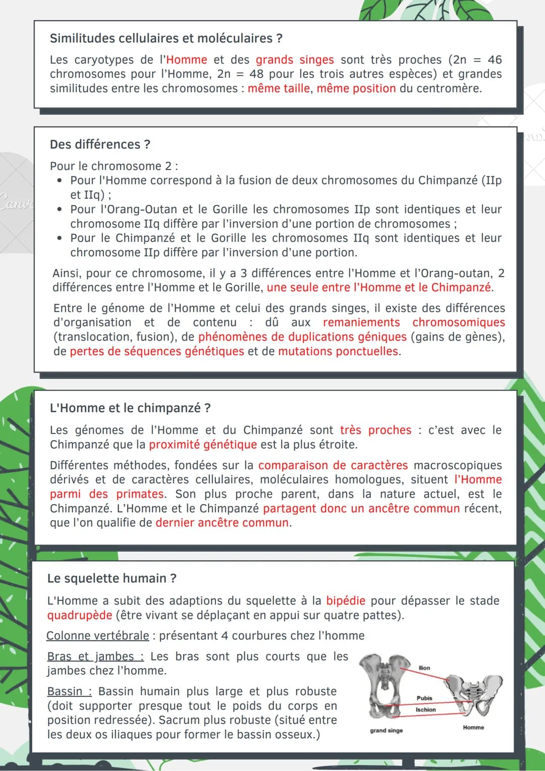 Cano
L'évolution
humaine
Les différents caractères ?
Caractère ancestral (primitif): Caractère commun pour un groupe d'espèce, n'a pas
subi 