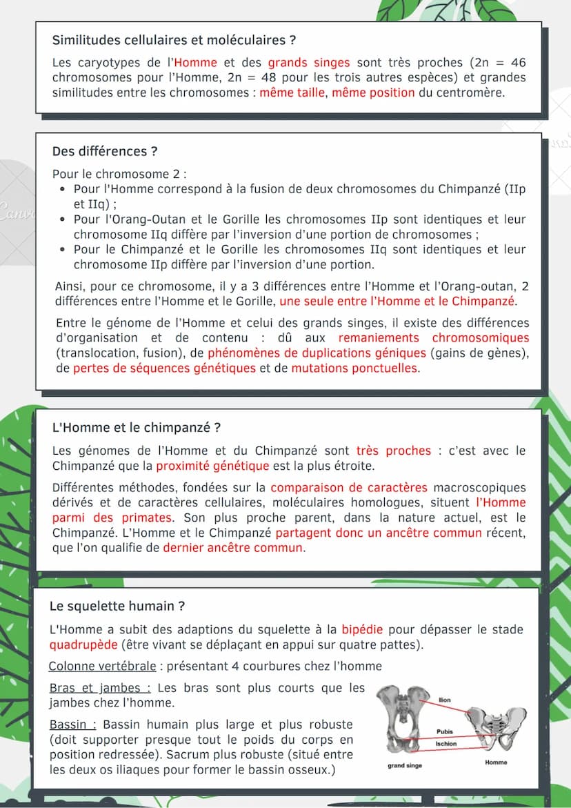 Cano
L'évolution
humaine
Les différents caractères ?
Caractère ancestral (primitif): Caractère commun pour un groupe d'espèce, n'a pas
subi 