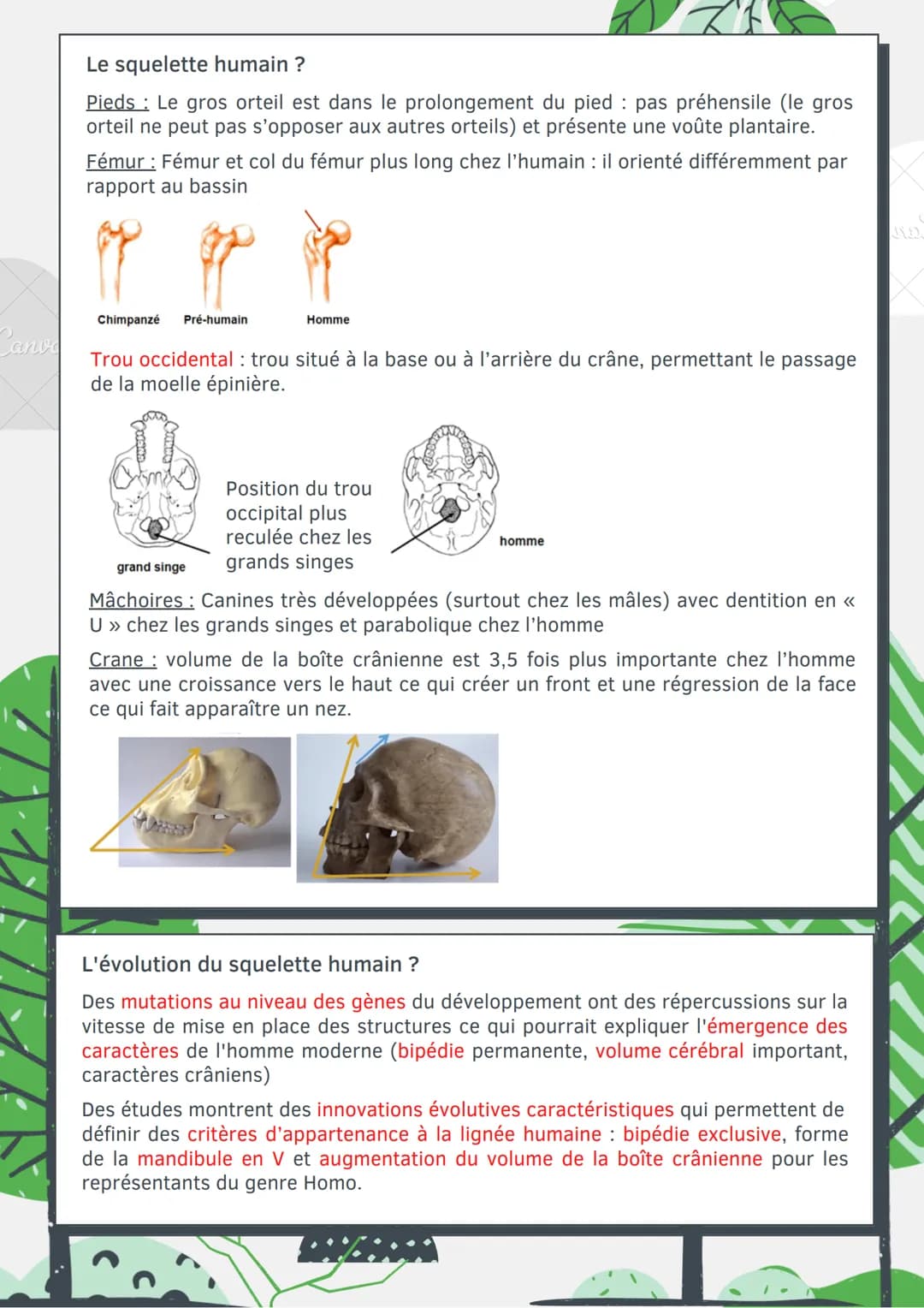 Cano
L'évolution
humaine
Les différents caractères ?
Caractère ancestral (primitif): Caractère commun pour un groupe d'espèce, n'a pas
subi 