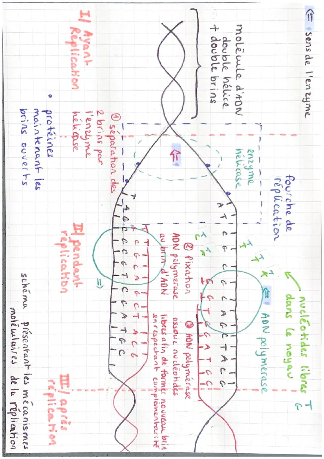 sens de l'enzyme
molecule d'ADN
double hélice
+ double brins
x
I/ Avant
Réplication
fourche de
replication
enzyme
hélicase
Ⓒséparation des
2