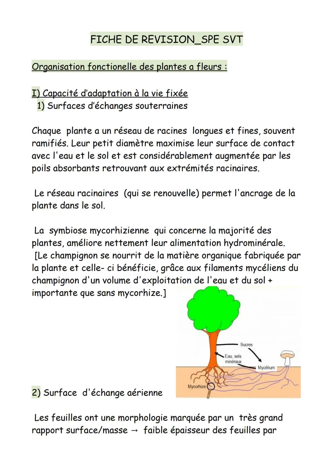 FICHE DE REVISION_SPE SVT
Organisation fonctionelle des plantes a fleurs :
I) Capacité d'adaptation à la vie fixée
1) Surfaces d'échanges so