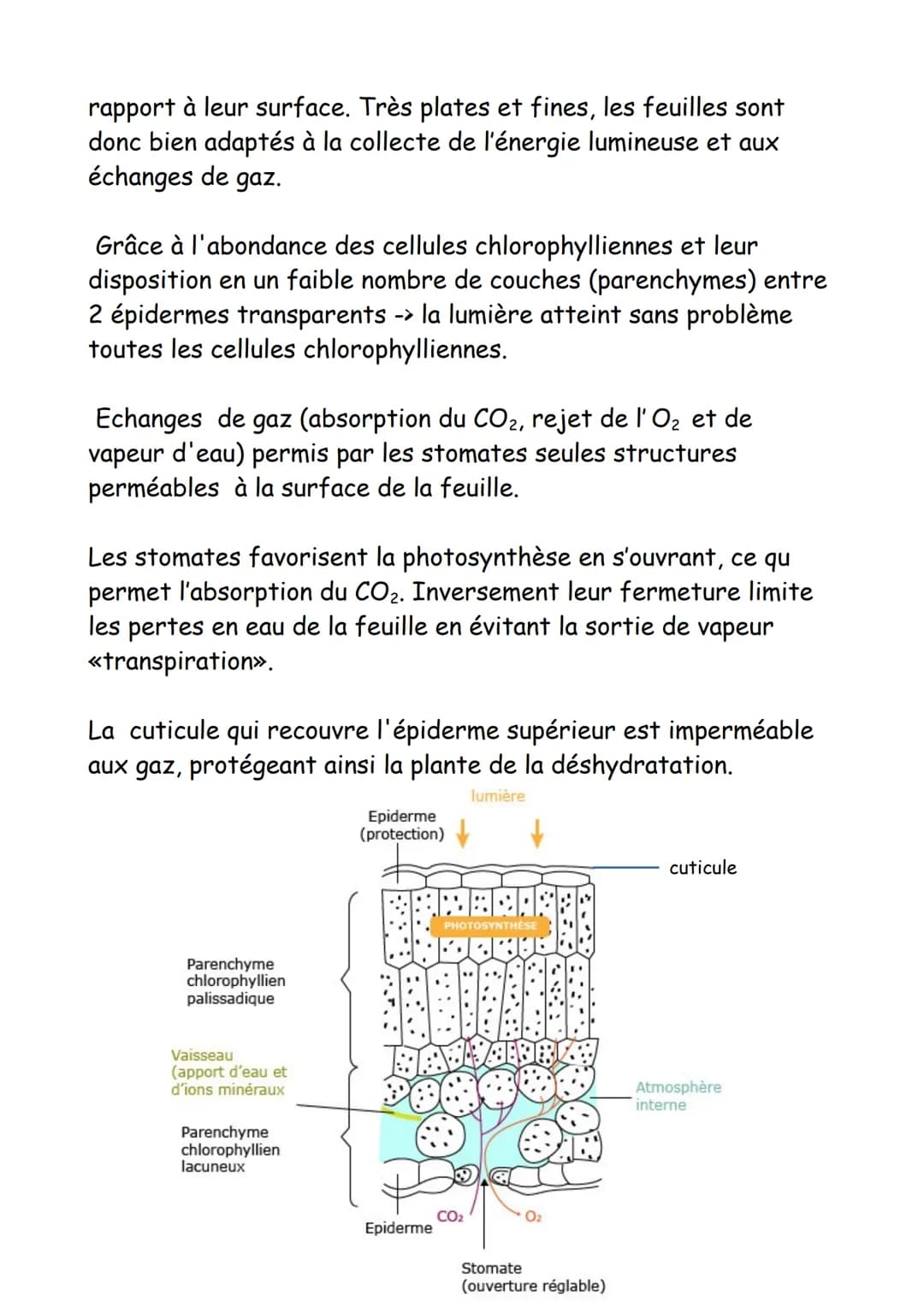 FICHE DE REVISION_SPE SVT
Organisation fonctionelle des plantes a fleurs :
I) Capacité d'adaptation à la vie fixée
1) Surfaces d'échanges so