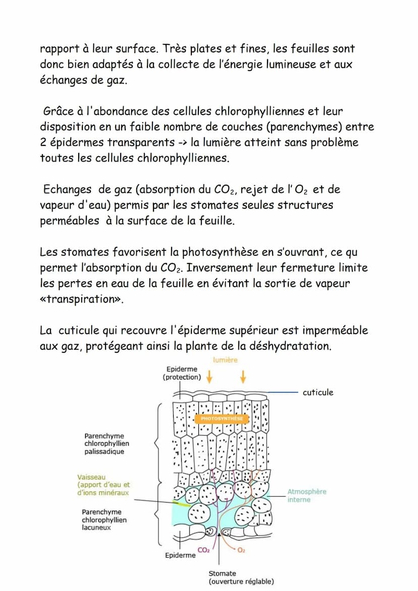 FICHE DE REVISION_SPE SVT
Organisation fonctionelle des plantes a fleurs :
I) Capacité d'adaptation à la vie fixée
1) Surfaces d'échanges so