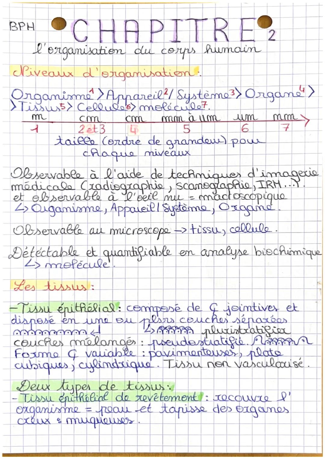 BPH CHAPITRE 2
l'organisation du corps humain

Piveaux d'organisation:

Organisme > Appareil²/ Système Organe">
>Tissus5> Cellules moléculez