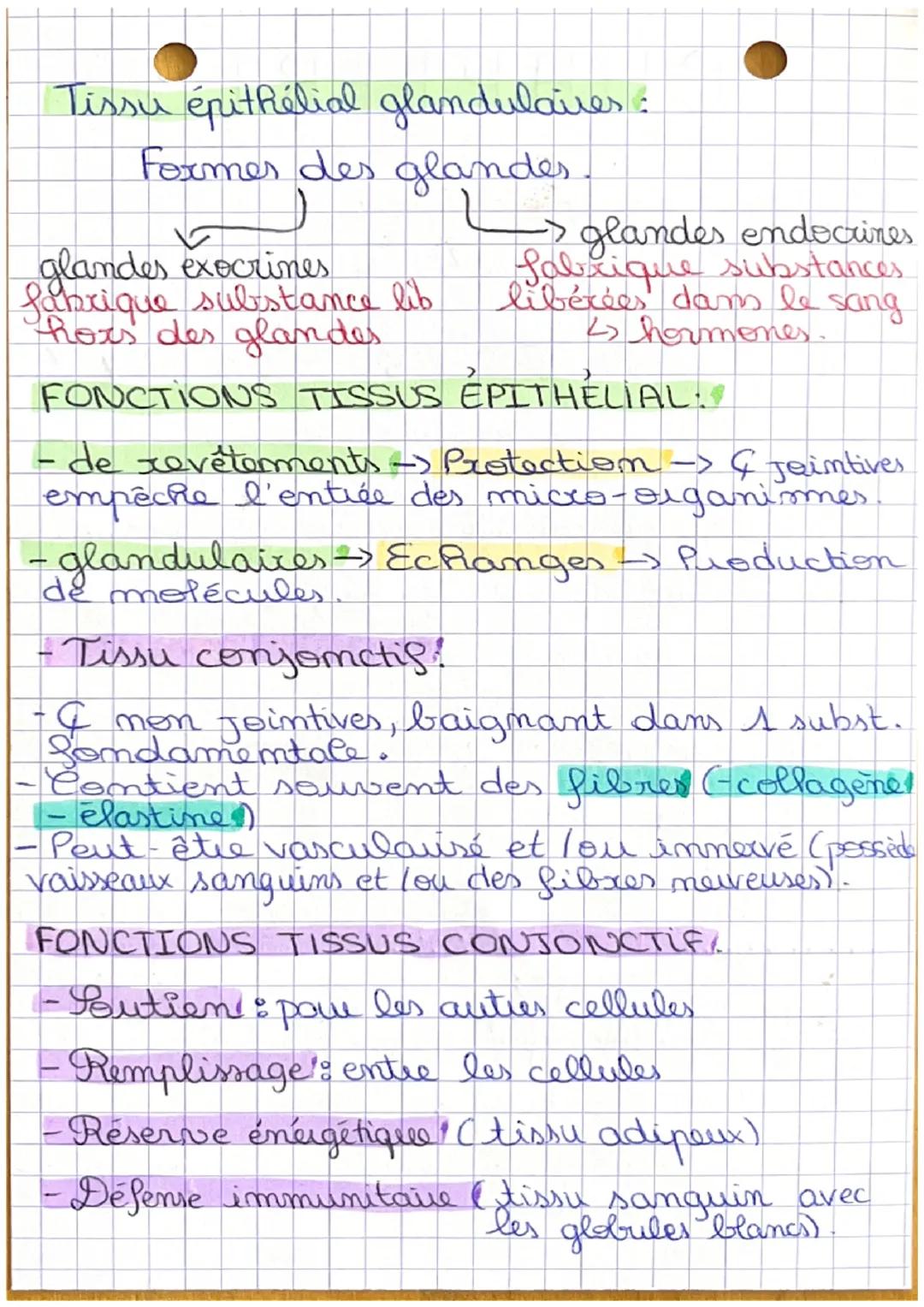 BPH CHAPITRE 2
l'organisation du corps humain

Piveaux d'organisation:

Organisme > Appareil²/ Système Organe">
>Tissus5> Cellules moléculez