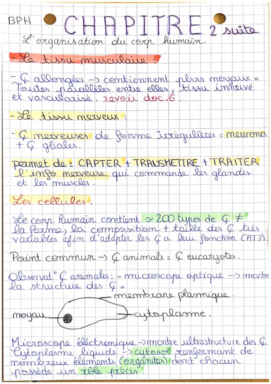 BPH CHAPITRE 2
l'organisation du corps humain

Piveaux d'organisation:

Organisme > Appareil²/ Système Organe">
>Tissus5> Cellules moléculez
