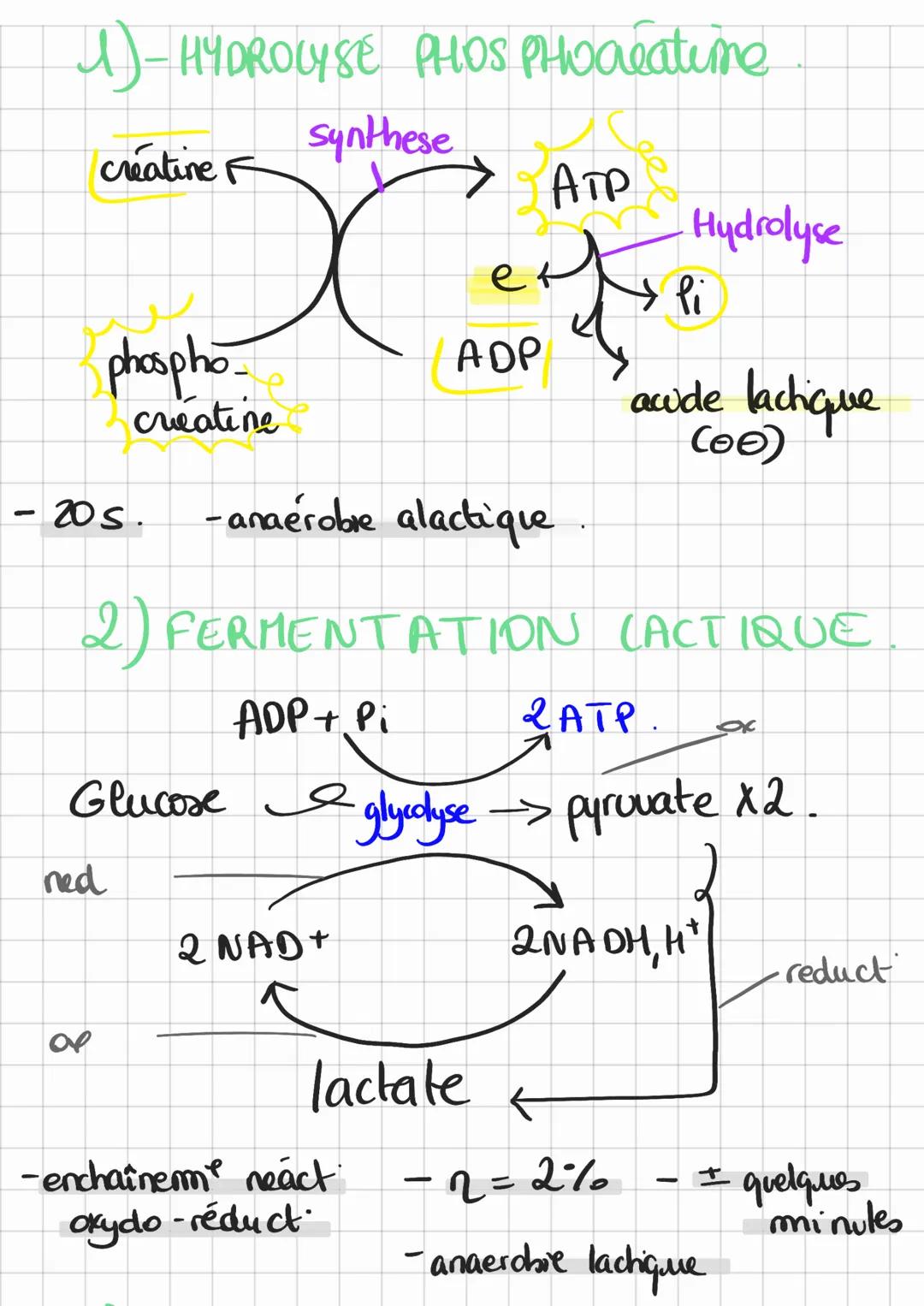 1)-HYDROLYSE PHOS ProReatime.
synthese
creatine F
ATP
Hydrolyse
eli
phospho
ADP
creatine
-20s.
acude lactique
(00)
- anaerobie alactique.
2)