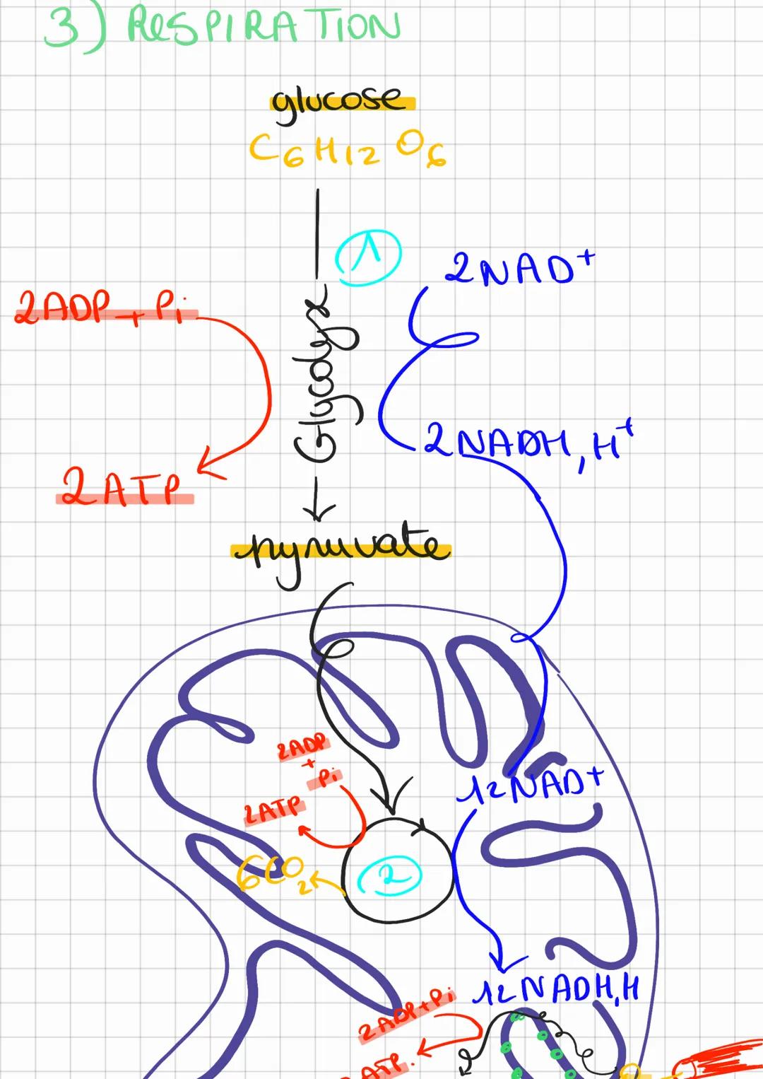 1)-HYDROLYSE PHOS ProReatime.
synthese
creatine F
ATP
Hydrolyse
eli
phospho
ADP
creatine
-20s.
acude lactique
(00)
- anaerobie alactique.
2)
