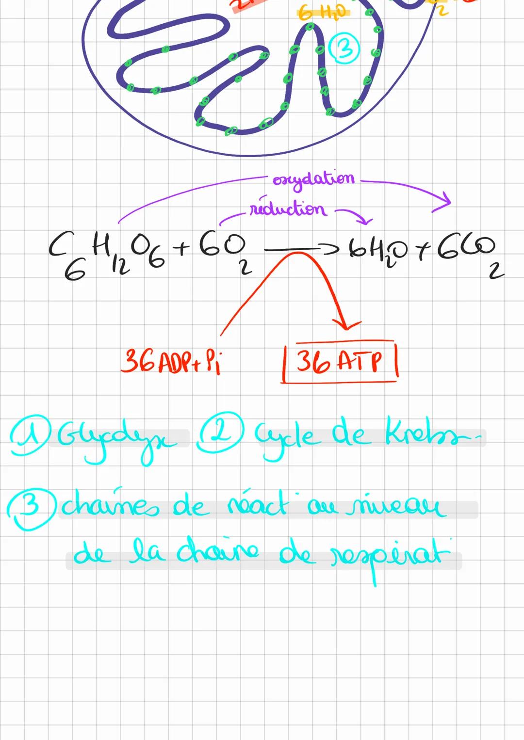 1)-HYDROLYSE PHOS ProReatime.
synthese
creatine F
ATP
Hydrolyse
eli
phospho
ADP
creatine
-20s.
acude lactique
(00)
- anaerobie alactique.
2)