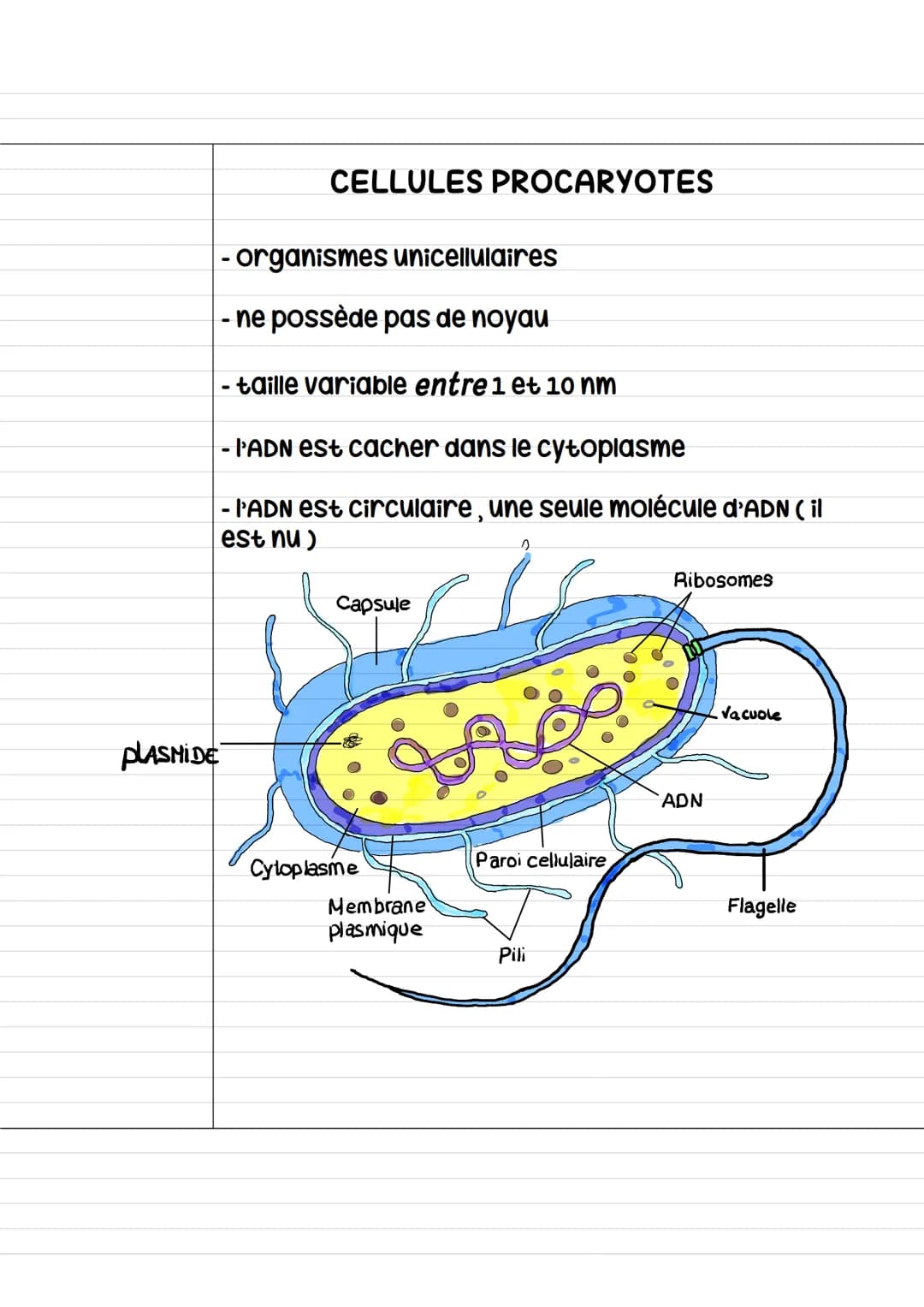 La cellule
organismes vivants —› au moins une cellule
organismes non vivants -> sans cellule
Les organismes constituer d'une cellule -> «< u