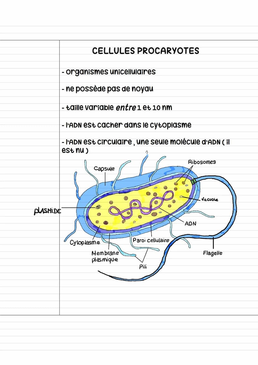 La cellule
organismes vivants —› au moins une cellule
organismes non vivants -> sans cellule
Les organismes constituer d'une cellule -> «< u