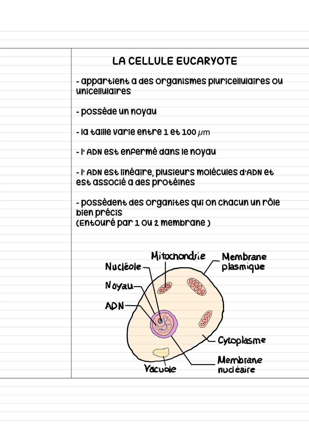 La cellule
organismes vivants —› au moins une cellule
organismes non vivants -> sans cellule
Les organismes constituer d'une cellule -> «< u