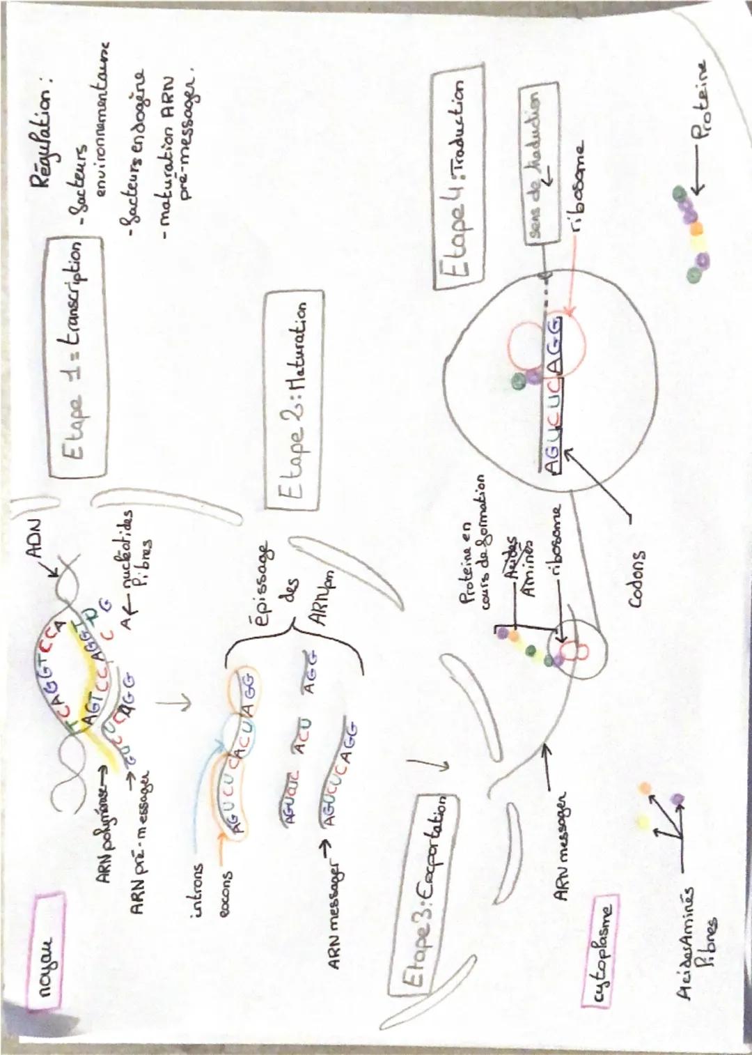 noyau

TCAGGTCCA
AGTCC
पटट
CCAGGT

ADN

Af nucleotides
Pibres

ARN polymerase
ARN pré-messager

Régulation:
Etape 1= transcription -Sacteurs