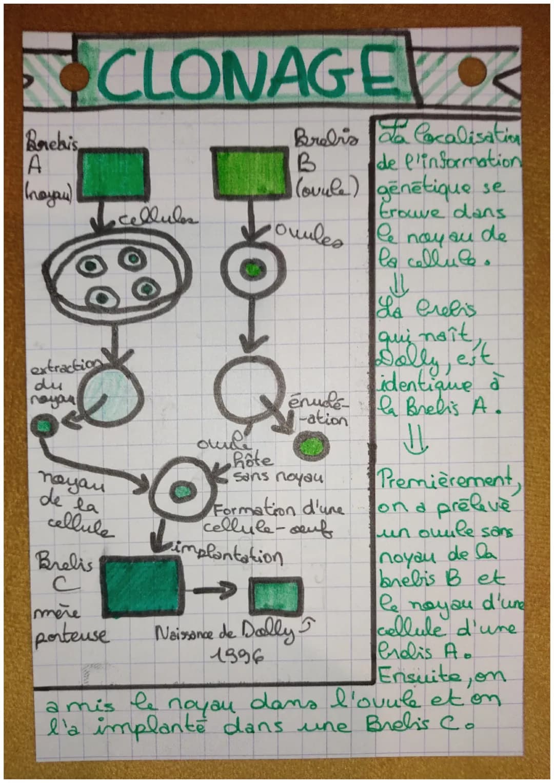 A
Unité et Diversité des caracteres
des individus
tere
S-V.
ssssss 666888.
Caractères Hereditaires
Caractères
non-Réréditaires
-colburde
-ta