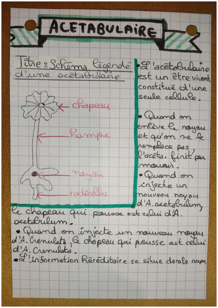 A
Unité et Diversité des caracteres
des individus
tere
S-V.
ssssss 666888.
Caractères Hereditaires
Caractères
non-Réréditaires
-colburde
-ta