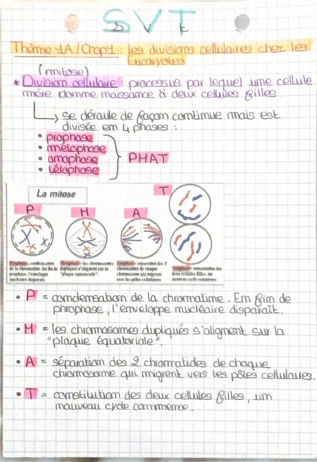 SVT 1ere - La division cellulaire chez les eucaryotes